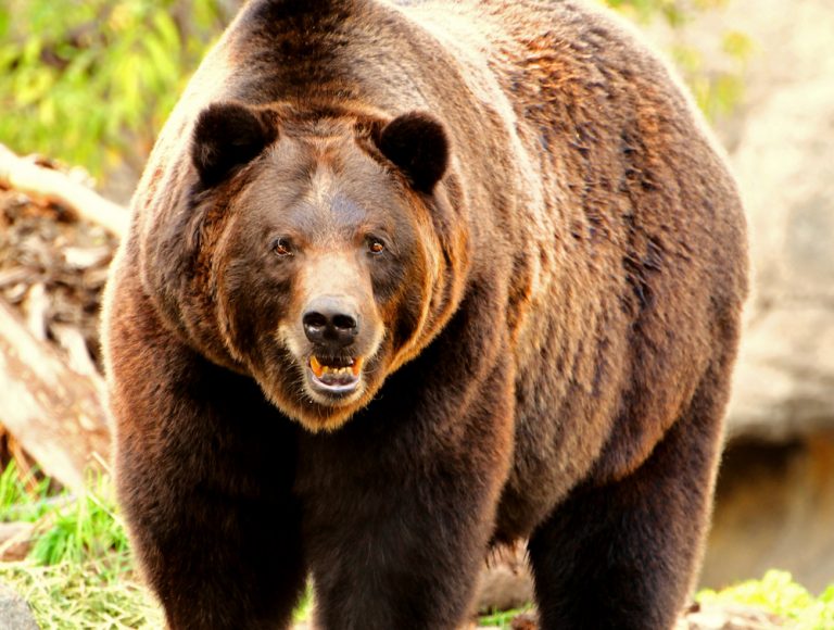 This Story About A Grizzly Bear Tells You Everything That You Need To Know About Caliber